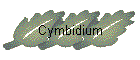 Cymbidium