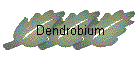 Dendrobium