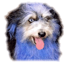 img12.gif