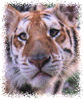 Bengal Tiger