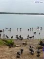 DSC01287.jpg