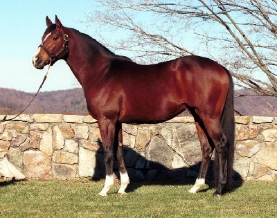 Photo  Albemarle Stud