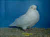 White HenB.JPG (70354 bytes)