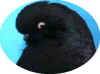 jpegnew head.JPG (40005 bytes)