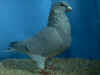 reduce bar hen.JPG (60519 bytes)