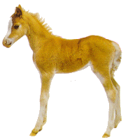 photo of colt