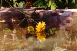 reflections