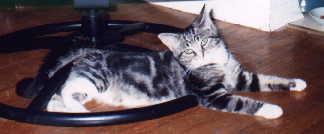 Bugsy photo