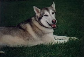 Olive photo - Ain't I pretty?
