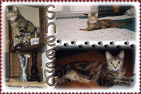 Sheesa graphic