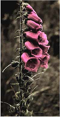 Foxglove