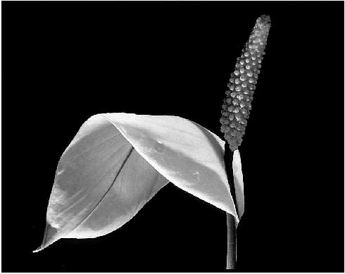 Peace Lily