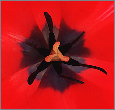 Tulip