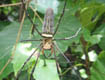 >> Sungei Buloh Wetland Reserve <<