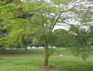 >> Pasir Ris <<