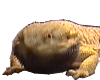 A feisty little bearded dragon lizard, head-bobbing aggressively.