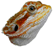 image; A baby rust-red and yellow-banded bearded dragon. -Isn't this just about the most beautiful thing that you have ever seen!?