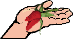 Hand holding Rose