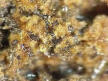 Mullite