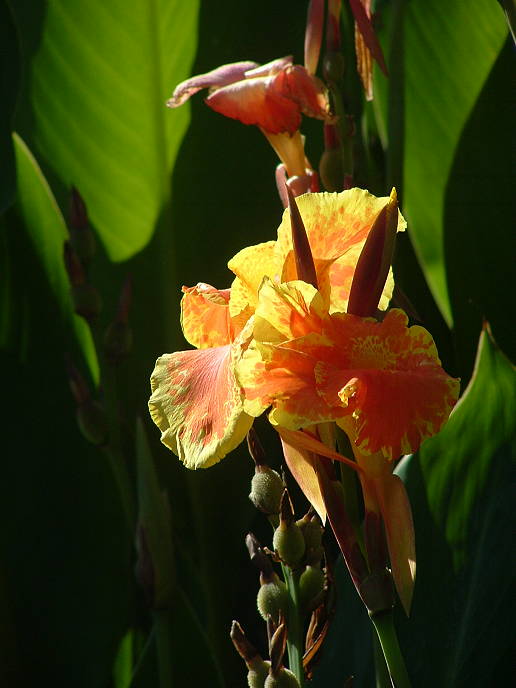 Lilies at the Japanese Friendship Gardens, San Jose