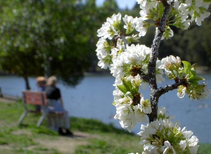 Vasona Lake flowers