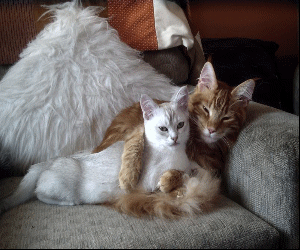 Caro Partridge's kitten site