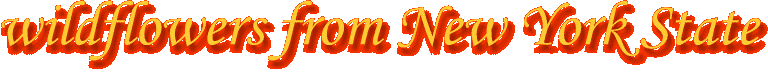 flowbanner.gif