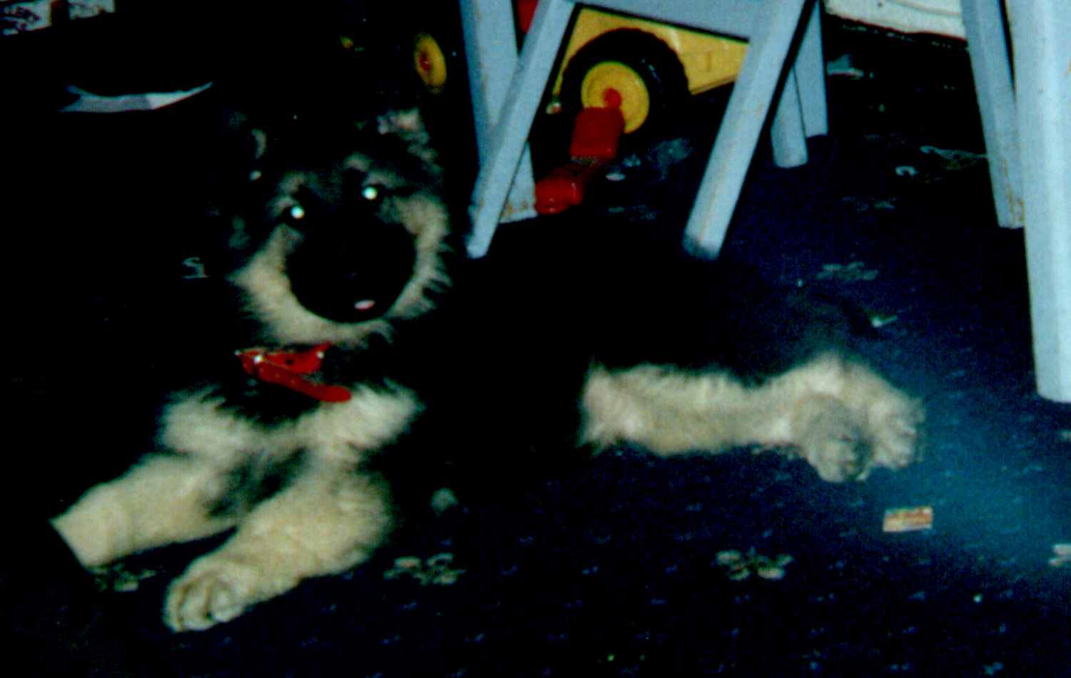 Bella aged 9 weeks