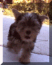 barkley3.gif (42667 bytes)