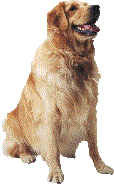 perro.gif (7281 bytes)