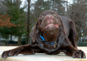 OK!  Who Stole My Dentures?