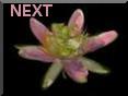 Next