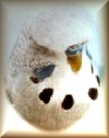 G & M Lowe - Opaline Grey cock bird