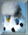 G & M Lowe - Grey cock bird