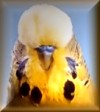 Alan Rowe - Champion Grey Green cock bird