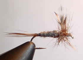 adams.jpg (10321 bytes)