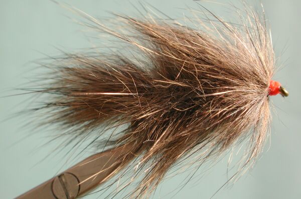 bunny leech.jpg (48380 bytes)