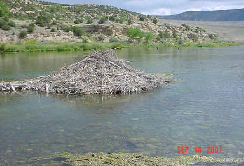 bvrdam.jpg (48921 bytes)