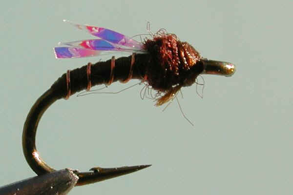 choc KF emerger.bmp (720054 bytes)