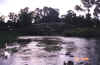 elkhornbridge.jpg (46008 bytes)