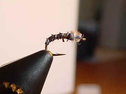 glass eye midge.jpg (14251 bytes)