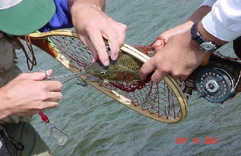 netfish.jpg (46576 bytes)
