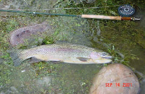 rodfish.jpg (51216 bytes)