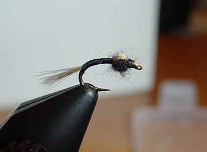 wd.jpg (14681 bytes)