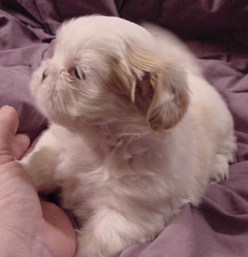BABY STAR