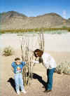Cactus in the desert