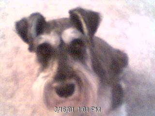 Dumb dog