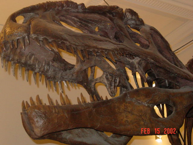 T-Rex Smiles for Dr. Bob