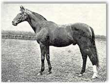 Carbine at stud in England