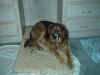 Buddy.jpg (68082 bytes)